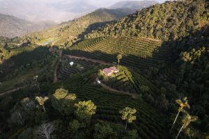 Nestled in the heart of Bolivia's lush coffee-growing regions, Los Rodriguez