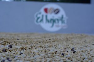 El Injerto logo blurred in the background with coffee beans in the foreground drying