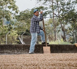 Santa Felisa farmer smiling and tending to the coffee beans drying