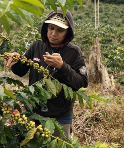 Indonesia COE & NW Auctions coming up! A farmer inspects the coffee berries on the plant.